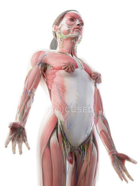 Anatomía y sistema muscular de la parte superior del cuerpo femenino, ilustración por computadora . - foto de stock