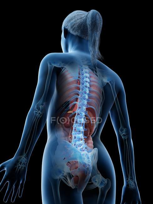 Menschliches Körpermodell mit weiblicher Anatomie mit inneren Organen in Rückansicht, digitale 3D-Darstellung. — Stockfoto