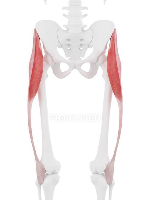 Modelo de esqueleto humano com músculo Tensor Fáscia lata detalhado, ilustração computacional . — Fotografia de Stock