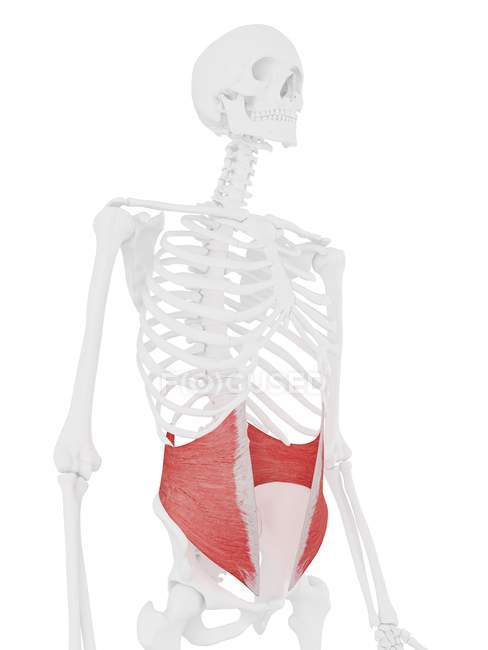 Esqueleto humano con rojo detallado Músculo oblicuo interno, ilustración digital
. - foto de stock