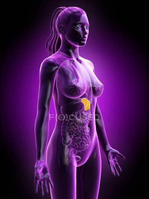 Silhouette trasparente corpo femminile con milza di colore giallo, illustrazione digitale . — Foto stock