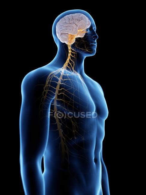 Silueta masculina abstracta con cerebro visible y nervios del sistema nervioso, ilustración por ordenador . - foto de stock