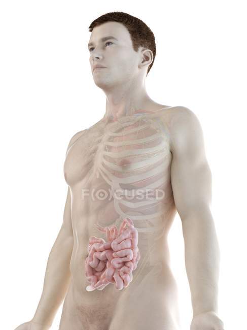 Male silhouette with visible small intestine, digital illustration. — Stock Photo
