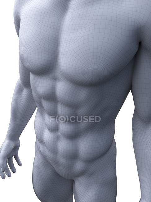 Representación 3d masculina que muestra los músculos abdominales, ilustración por computadora
. - foto de stock