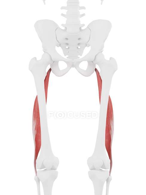 Parte del esqueleto humano con el músculo largo rojo detallado del bíceps femoris, ilustración digital . - foto de stock