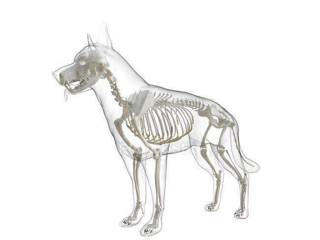 Silueta para perros con esqueleto visible sobre fondo blanco, ilustración digital
. - foto de stock