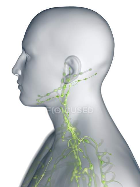 Corpo maschile astratto con sistema linfatico visibile del collo, illustrazione del computer . — Foto stock