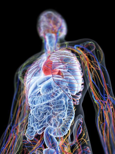 Modelo de cuerpo humano que muestra anatomía masculina y vasos sanguíneos, ilustración digital
. - foto de stock