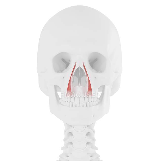 Human skull with detailed red Levator labii superioris alaeque nasi muscle, digital illustration. — Stock Photo