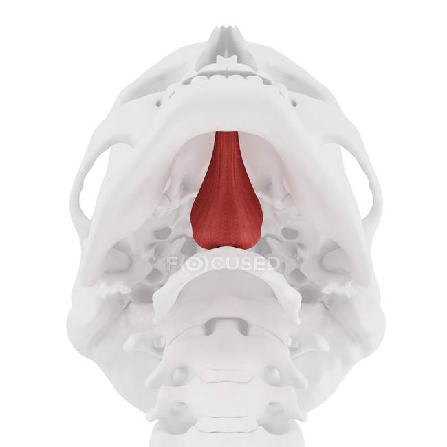 Череп человека с подробным красным Genioglossus мышцы, цифровая иллюстрация . — стоковое фото