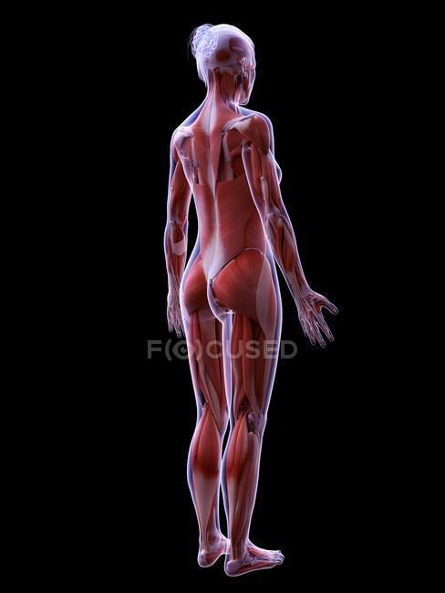 Estructura realista de la musculatura femenina, ilustración por ordenador . - foto de stock