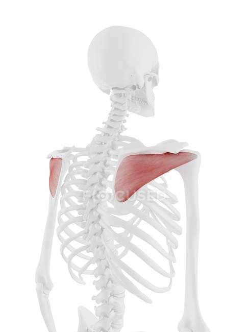 Human skeleton with detailed red Infraspinatus muscle, digital illustration. — Stock Photo