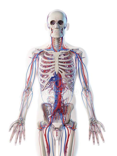 Anatomie masculine montrant le système vasculaire, illustration par ordinateur
. — Photo de stock