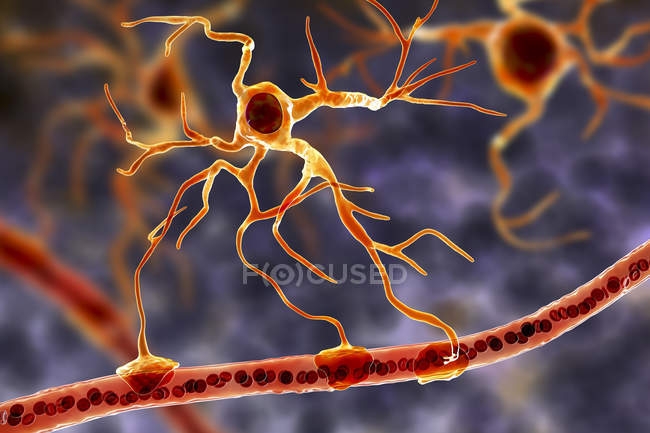 Cellula gliale cerebrale astrocitaria che collega le cellule neuronali ai vasi sanguigni, illustrazione digitale . — Foto stock