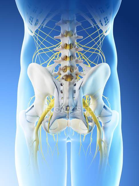 Nervi del bacino maschile nella silhouette astratta del corpo, illustrazione digitale . — Foto stock