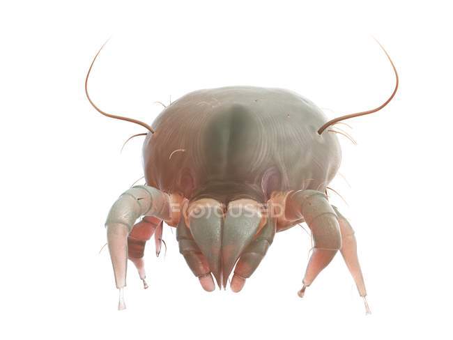 Parasitäre Hausstaubmilbe auf weißem Hintergrund, digitale Illustration. — Stockfoto