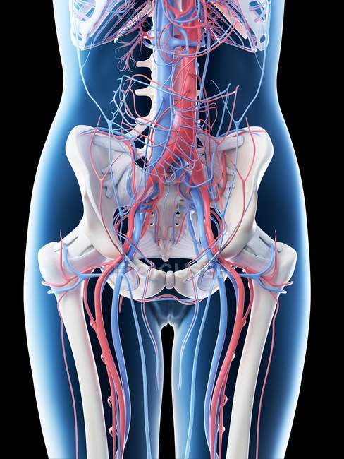 Sistema vascular abdominal femenino, ilustración por ordenador . - foto de stock