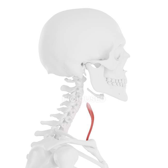Human skeleton with red colored Sternothyroid muscle, digital illustration. — Stock Photo
