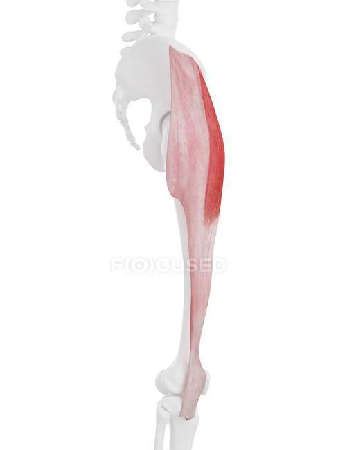 Human skeleton model with detailed Tensor fascia lata muscle, computer illustration. — Stock Photo