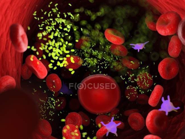 Bactéries au milieu des cellules sanguines dans les vaisseaux sanguins, illustration numérique
. — Photo de stock