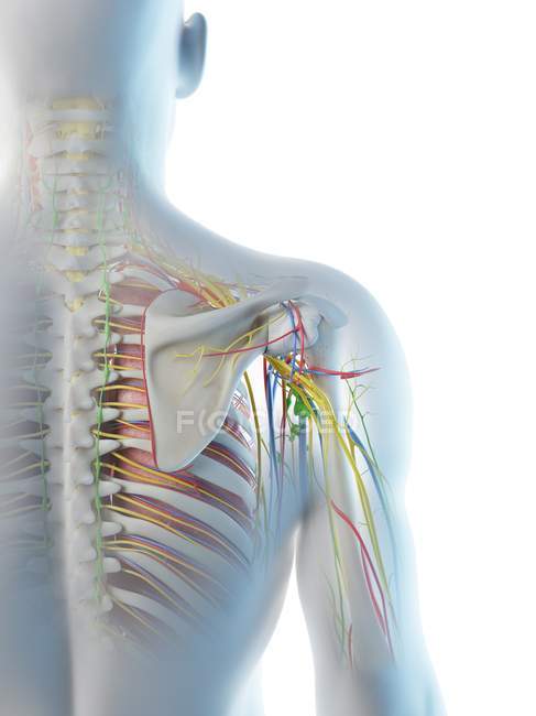 Anatomie der männlichen Schulter, digitale Illustration. — Stockfoto