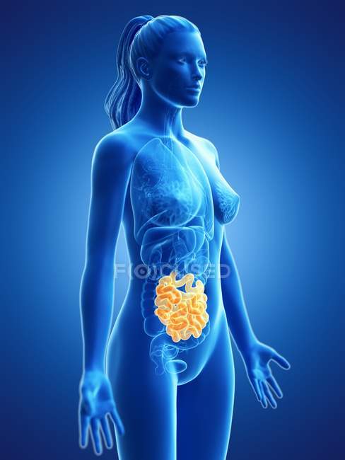 Silhouette femminile con intestino tenue visibile, illustrazione digitale . — Foto stock