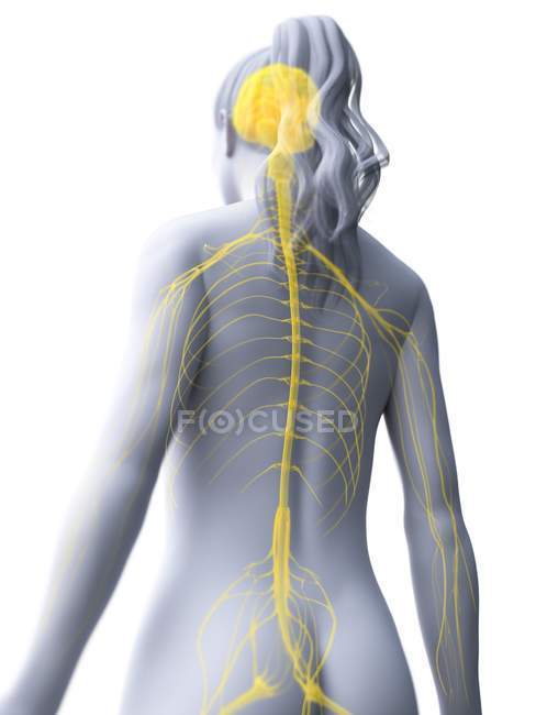 Abstract Female Silhouette With Visible Brain And Spinal Cord Of Nervous System Computer 3053
