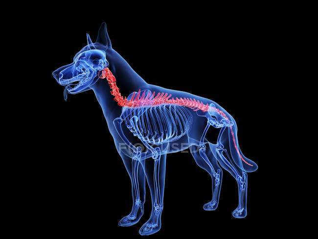 Силуэт собаки с красным цветом позвоночника на черном фоне, цифровая иллюстрация . — стоковое фото