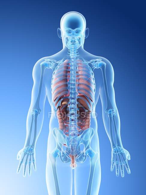 Male Internal Organs Anatomy / Transparent Body Model Showing Male