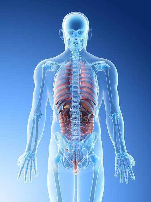 Transparentes Körpermodell mit männlicher Anatomie und inneren Organen, digitale Illustration. — Stockfoto