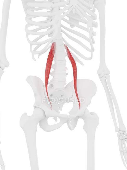 Скелет людини з червоним кольором Psoas незначні м'язи, цифрова ілюстрація. — стокове фото