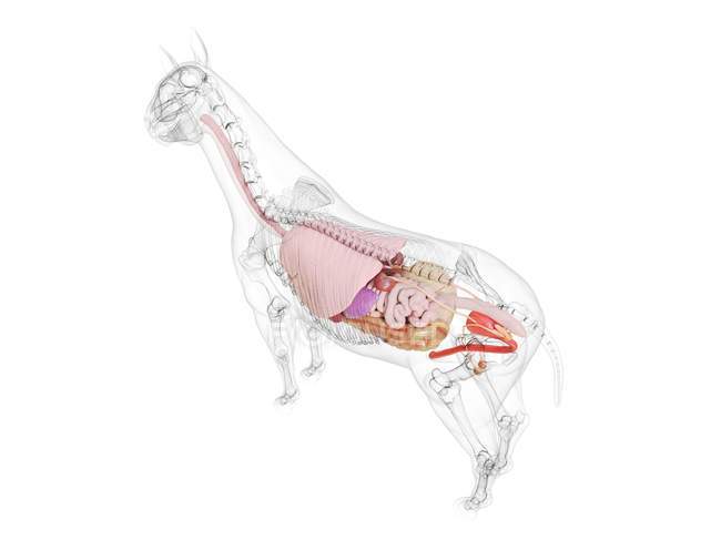 Anatomía del caballo con órganos internos visibles sobre fondo blanco, ilustración por ordenador
. - foto de stock