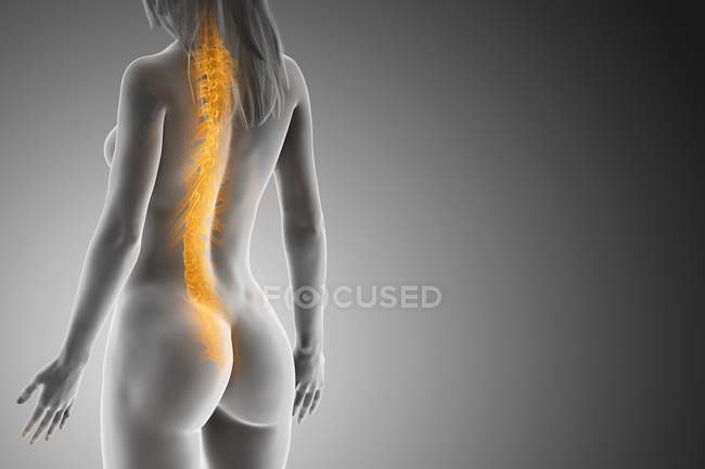 Жіноче прозоре тіло, що показує хребет, цифрова ілюстрація . — стокове фото