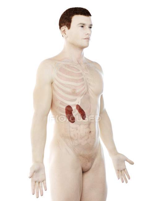 Anatomía masculina con riñones coloreados visibles, ilustración por computadora . - foto de stock