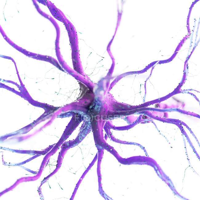 Violett gefärbte Nervenzelle auf weißem Hintergrund, digitale Illustration. — Stockfoto