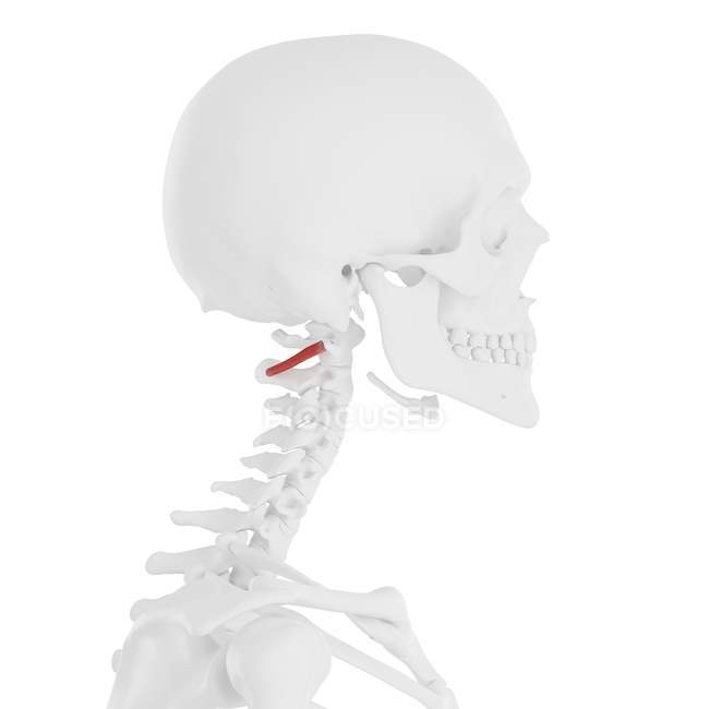 Human skeleton with red colored Obliquus inferior capitis muscle, digital illustration. — Stock Photo