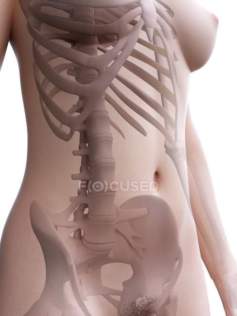 Silueta de cuerpo femenino con esqueleto visible, ilustración digital
. - foto de stock