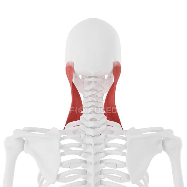 Esqueleto humano com músculo esternocleidomastoideo vermelho detalhado, ilustração digital
. — Fotografia de Stock