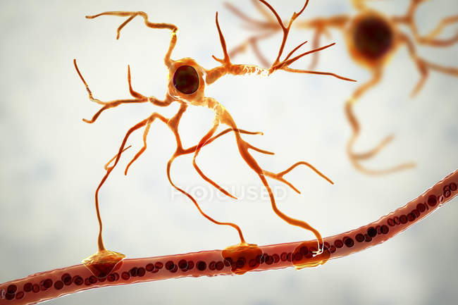Célula glial cerebral de astrócitos conectando células neuronais ao vaso sanguíneo, ilustração digital . — Fotografia de Stock