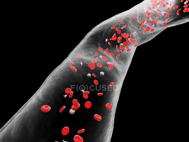 Abstract blood vessel with white and red blood cells, digital illustration. — Stock Photo