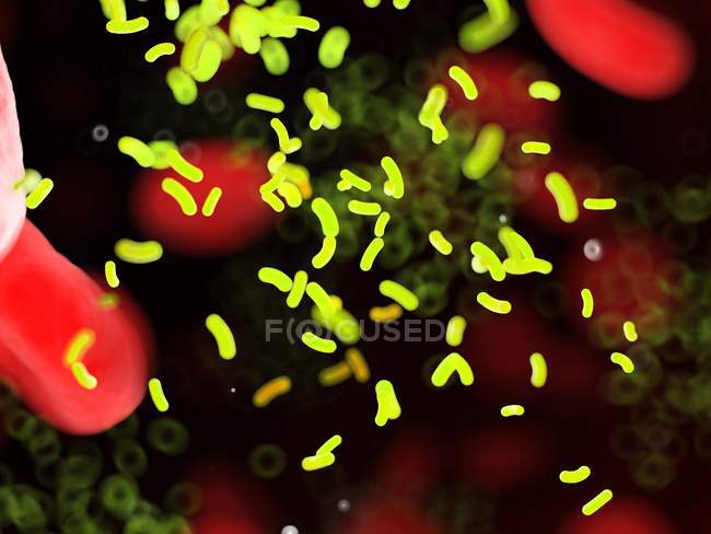 Las bacterias en medio de las células sanguíneas en los vasos sanguíneos, ilustración digital
. - foto de stock