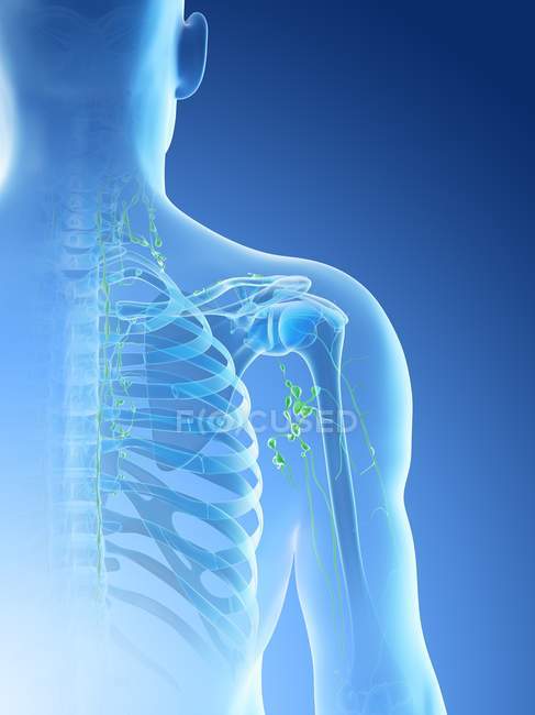 Nœuds lymphatiques de l'épaule masculine, illustration par ordinateur . — Photo de stock