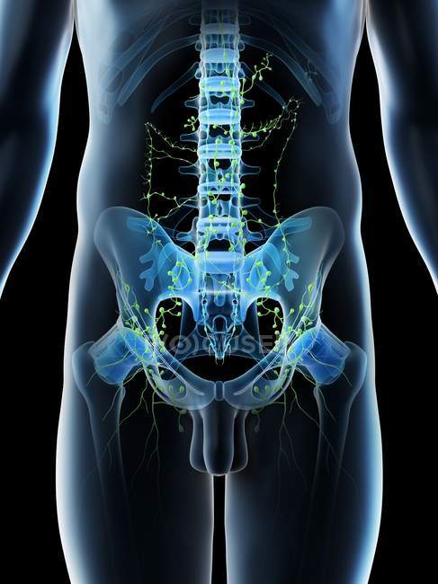 Linfonodos abdominais no corpo masculino, ilustração computacional . — Fotografia de Stock