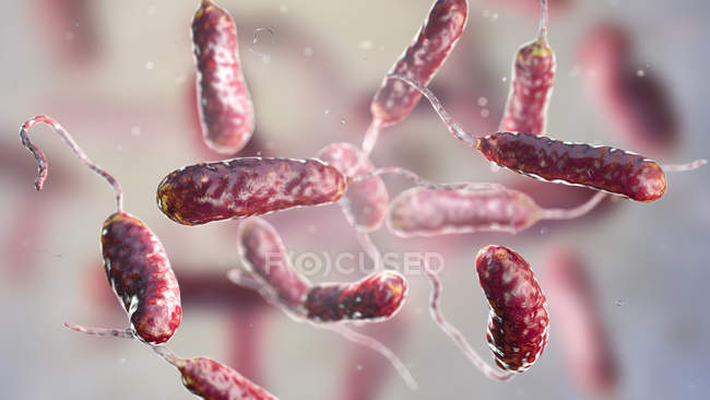 Bactéries Vibrio vulnificus trouvées dans l'eau de mer, illustration colorée par ordinateur . — Photo de stock