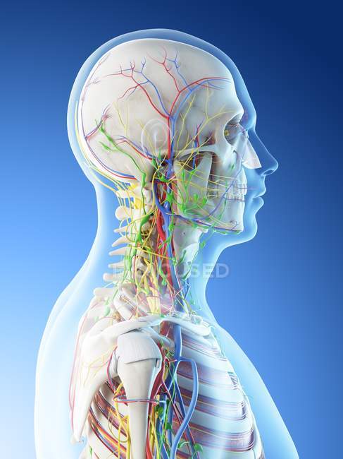 Anatomia da cabeça e pescoço masculino, ilustração digital . — Fotografia de Stock