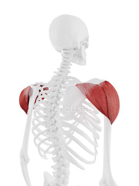 Esqueleto humano con detallado músculo rojo deltoides, ilustración digital
. - foto de stock