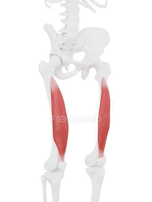 Modelo de esqueleto humano con músculo Vastus intermedius detallado, ilustración por computadora . - foto de stock