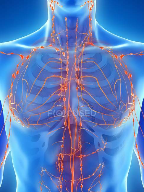 Чоловіча грудна клітка з лімфатичною системою, комп'ютерна ілюстрація . — стокове фото