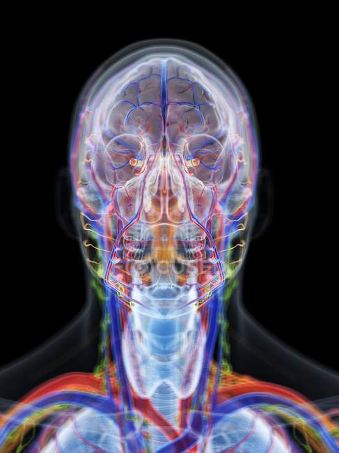 Male head and neck anatomy and blood vessels, computer illustration. — Stock Photo