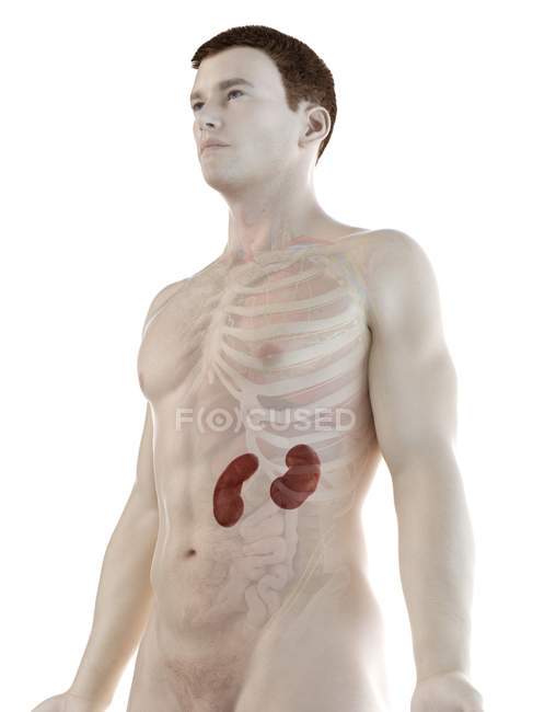 Anatomía masculina con riñones coloreados visibles, ilustración por computadora
. - foto de stock